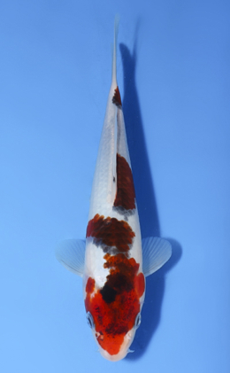 Aigoromo - koi #x0812a043