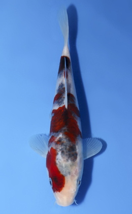 Showa - koi #x0812a048