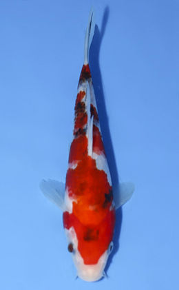 Taisho Sanke - koi #x0812a049