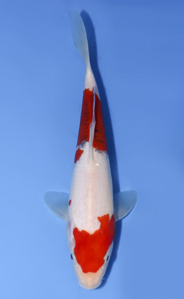 Showa - koi #x0812a050