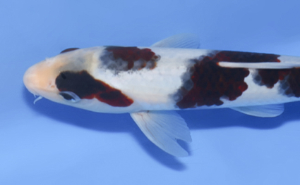 Budogoromo - koi #x0812a053 - Side View A