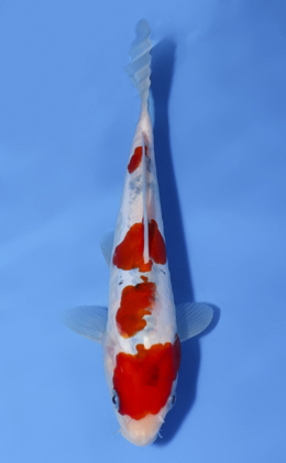 Doitsu Showa - koi #x0812a056