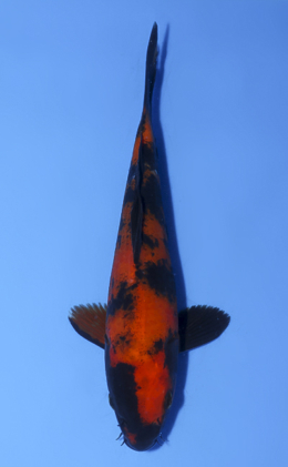 Hi Utsuri - koi #x0812a057