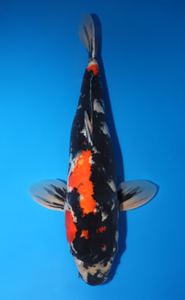 Showa - koi #x0813s002-re