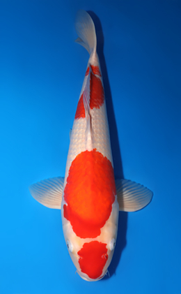 Kohaku - koi #x0813s003-re