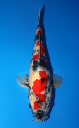 Showa - koi #x0813s004-re