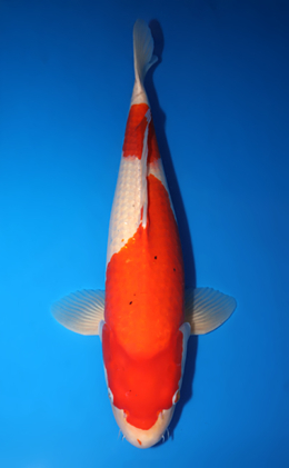 Kohaku - koi #x0813s007-re