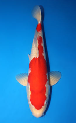 Kohaku - koi #x0813s008-re