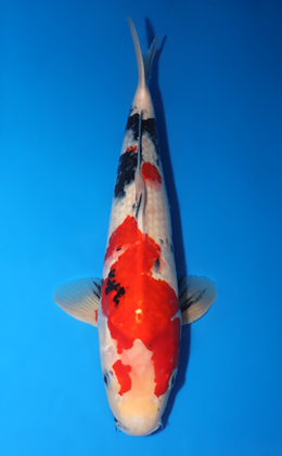 Showa - koi #x0813s009-re