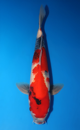 Showa - koi #x0813s015-re