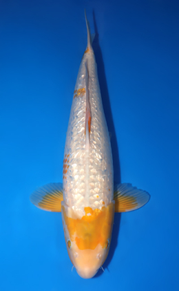 Golden Corn - koi #x0813s024-re