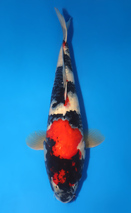 Showa - koi #x0813s027-re