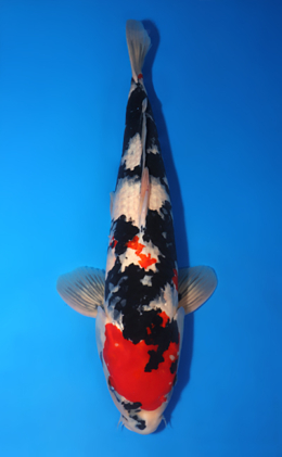 Showa - koi #x0813s032-re