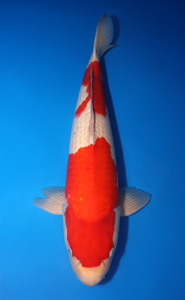 Kohaku - koi #x0813s033-re