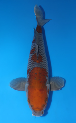 Ochibashigure - koi #x0813s034-re
