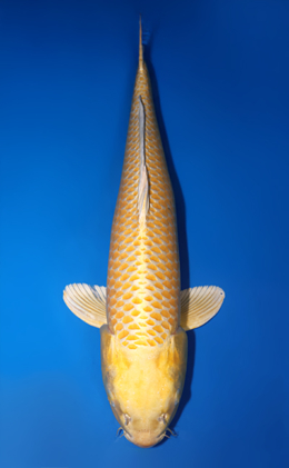 Ogon - koi #x0813s039-re