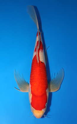 Hirenaga Kohaku - koi #x0813s050-re