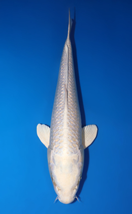 Platinum - koi #x0813s051-re
