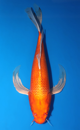 Hirenaga Orange Ogon - koi #x0813s052-re