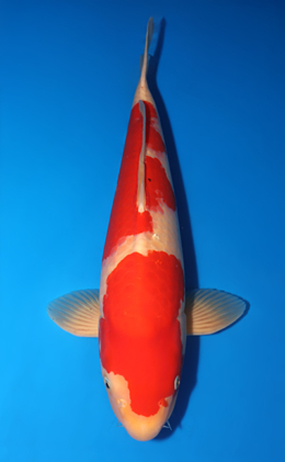 Kohaku - koi #x0813s058-re