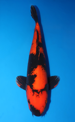 Hi Utsuri - koi #x0813s059-re
