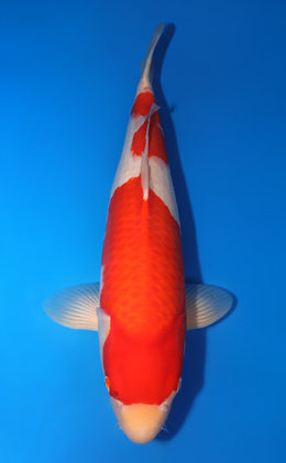 Kohaku - koi #x0813s071-re