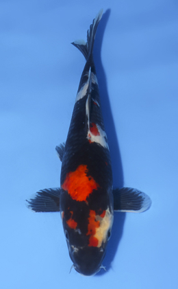 Showa - koi #x0814s003-re