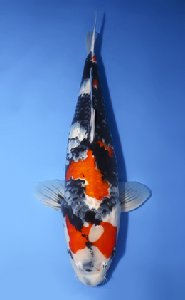 Showa - koi #x0814s007-re