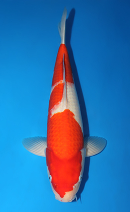 Kohaku - koi #x0815s002