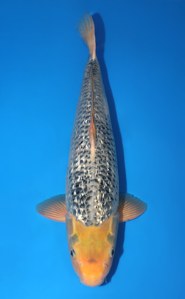 Kawari - koi #x0815s007