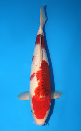 Aigoromo - koi #x0815s008