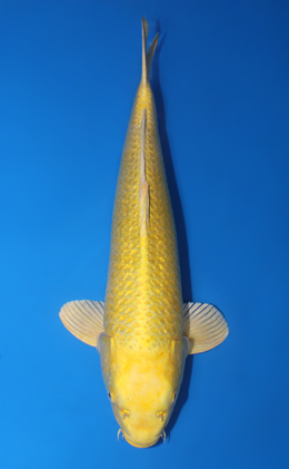 Ginrin Ogon - koi #x0815s009