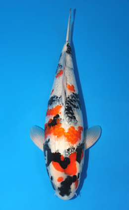 Ginrin Showa - koi #x0815s011