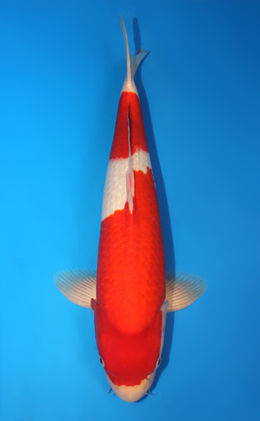 Kohaku - koi #x0815s012