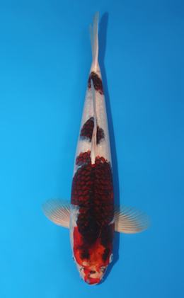 Budogoromo - koi #x0815s013