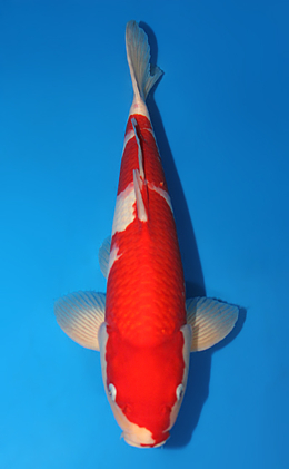 Kohaku - koi #x0815s016