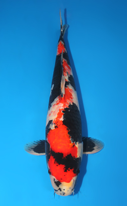 Showa - koi #x0815s017