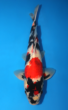 Showa - koi #x0815s023