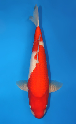 Kohaku - koi #x0815s026