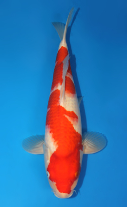 Kohaku - koi #x0815s028