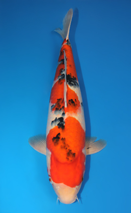 Taisho Sanke - koi #x0815s029