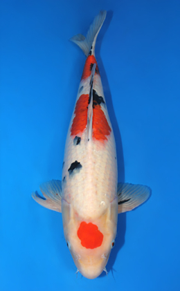 Taisho Sanke - koi #x0815s030