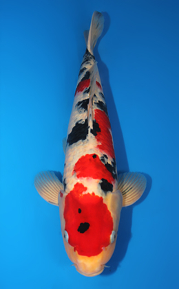 Showa - koi #x0815s031