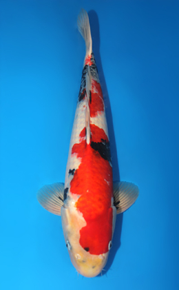 Showa - koi #x0815s036
