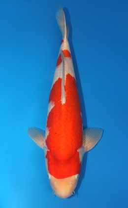 Kohaku - koi #x0815s037