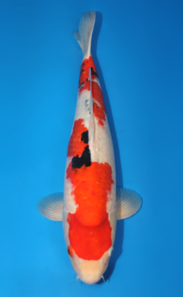 Taisho Sanke - koi #x0815s038