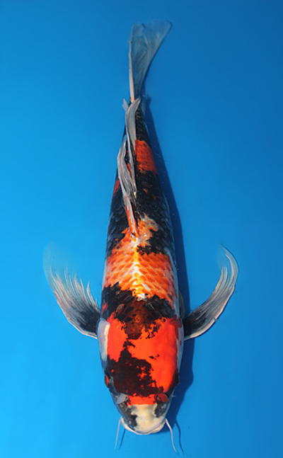 Hirenaga Kin Showa - koi #x0815s040 - Suda Koi Farm