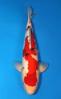 Taisho Sanke - koi #x0815s041