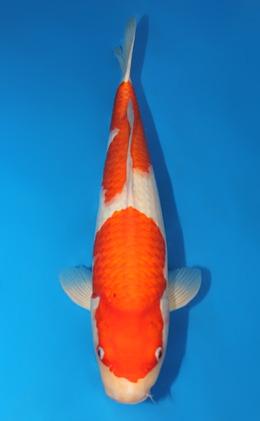 Kohaku - koi #x0815s044