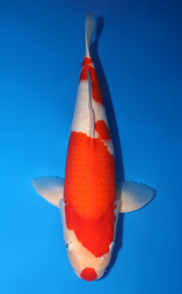 Kohaku - koi #x0818s003